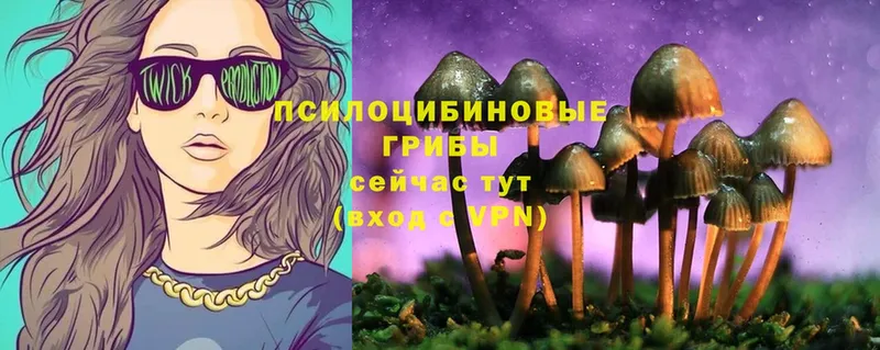 блэк спрут как войти  Нерчинск  Псилоцибиновые грибы Psilocybe 